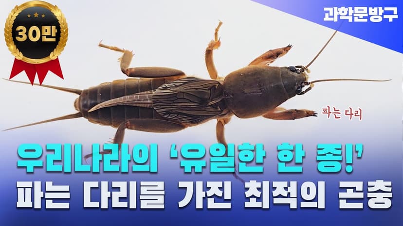 우리나라의 '유일한 한 종!' 파는 다리를 가진 최적의 곤충 #땅강아지#곤충생태#곤충사육
