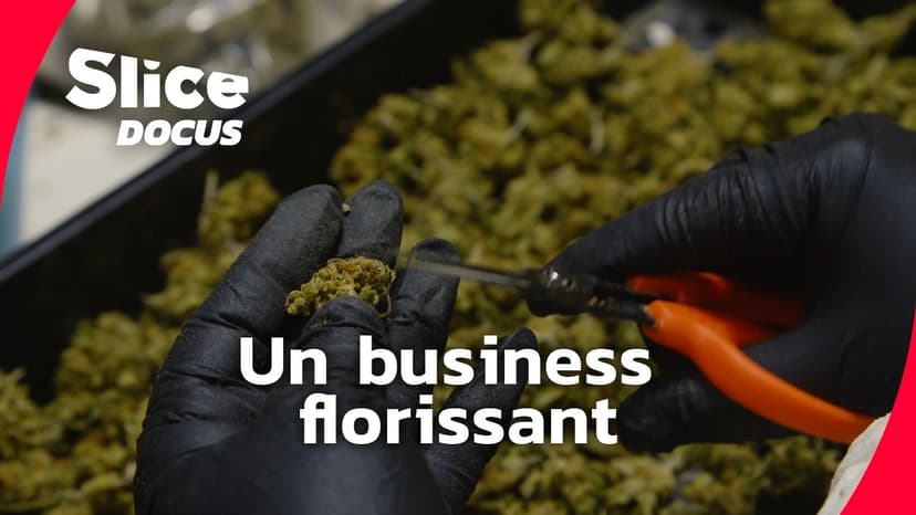 États-Unis : le business de la marijuana | SLICE DOCUS