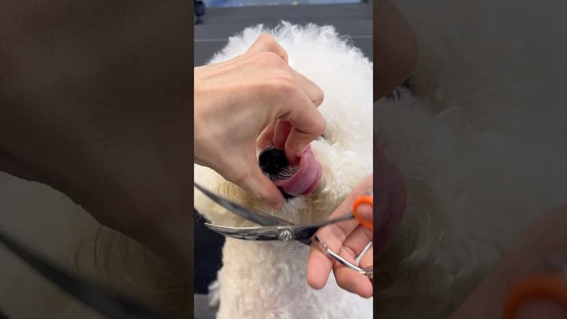 혓바닥 조심하자🥶✂️/비숑귀툭튀컷 #애견미용사