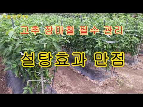 고추에 설탕 사용해보세요 효과만점!!