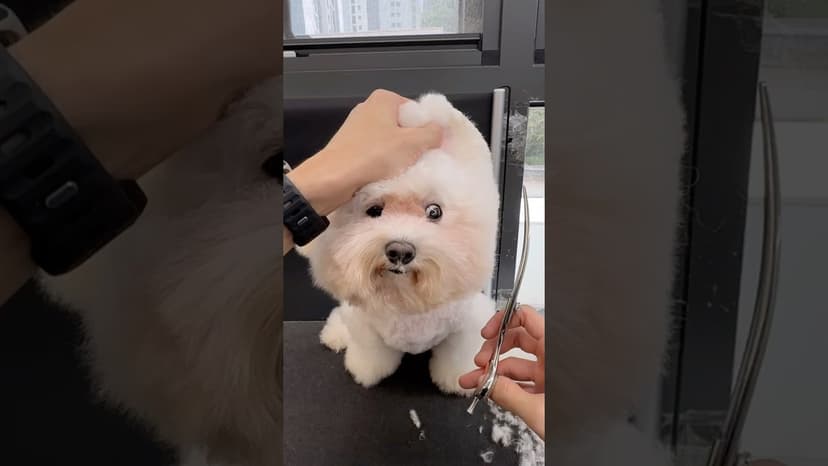 눈사람 제조과정✂️ #비숑프리제미용